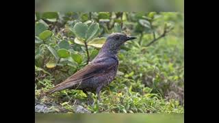 Monticule Merle Bleu  Blue Rock Thrush  Monticola Solitarius [upl. by Sherburne]