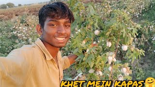 Khet Mein Narme Ke Sath Kapas 🤗 [upl. by Ahsyek]