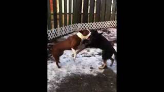 Pitbull vs German Shepherd [upl. by Simons243]