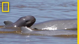 Endangered River Dolphin Species’ Numbers On the Rise  National Geographic [upl. by Zonda728]