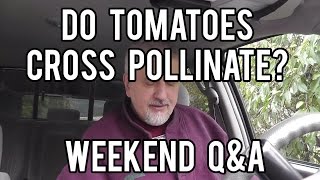 Do Tomatoes Cross Pollinate and Youre Wrong Weekend QampA [upl. by Sammy]