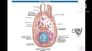 Cell and Cell StructuresDr Zeshan 1 [upl. by Klemens]