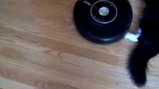 Cat vs Roomba [upl. by Keeler247]