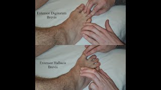 Muscle Palpation  Extensor Digitorum Brevis amp Extensor Hallucis Brevis [upl. by Anaahs]