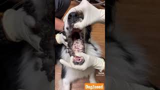 Severe case of papillomas WARTS in a dogs mouth and muzzle [upl. by Kenzie774]