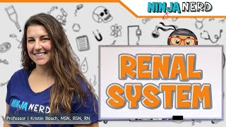 Renal System Structure amp Function [upl. by Sadowski]