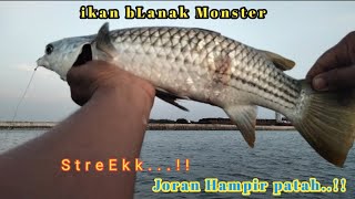 detik detik menegangkan part 2 Umpan sekecil ini di sambar ikan bLanak Monster 🎣🎣👍 [upl. by Mercorr]