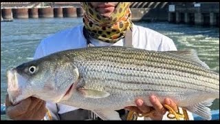 Pesca de striped bass en una represa de Tennessee pes video pescaconcastillo [upl. by Ker78]