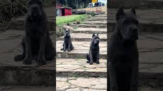 CACHORROS CANE CORSO DIVINOS [upl. by Nilloc]