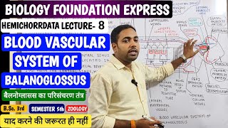 Blood vascular system of Balanoglossus in Hindiबैलनोग्लॉसस का परिसंचरण तंत्रjhsirclasses [upl. by Oravla]