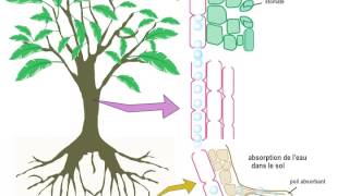 Transport de la sève dans le xylème [upl. by Mcquade]