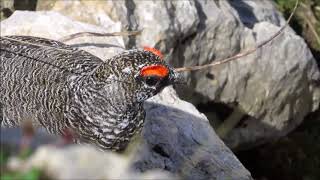 Balzender Alpenschneehahn mit Schneehenne Lagopus muta [upl. by Nylareg533]