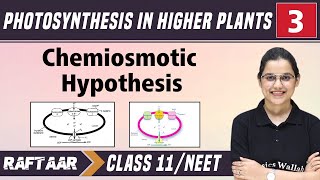 Photosynthesis in Higher Plants 03  Chemiosmotic Hypothesis  Class11NEET  RAFTAAR [upl. by Ecyle]