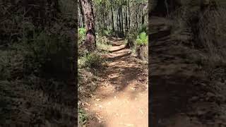 Kitty Gorge Trail Jarrahdale Perth Hills WA australianature westaustralia Perth [upl. by Cybil]