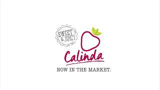 Calinda a sweet and juicy winter strawberry [upl. by Airat]