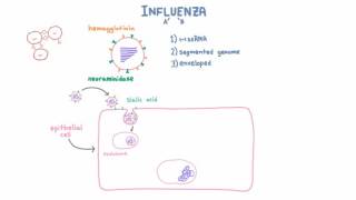 Influenza A and B Infection and Replication [upl. by Aikemat]