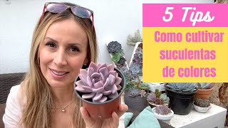 👩🏼‍🌾 5 Tips para cultivar suculentas de colores [upl. by Radburn29]