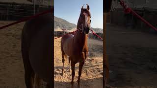 marvadi stallion Messi in pushkar first day [upl. by Cila598]