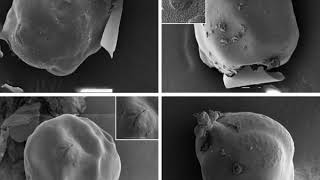 Nematode Morphology [upl. by Anirrehs]