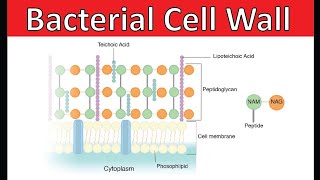 Structure of Bacterial Cell Wall  Hindi  Urdu [upl. by Rese452]