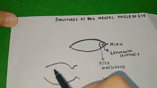 Structures at the medial angle of eyelacus lacrimalis caruncle lacrimalisplica semilunaris [upl. by Noda]