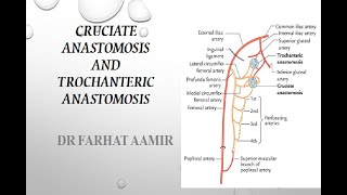 Cruciate and Trochanteric Anastomosis [upl. by Urbain]