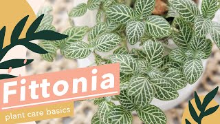 5 SIMPLE PLANT CARE FOR FITTONIA🌱 [upl. by Nekial]