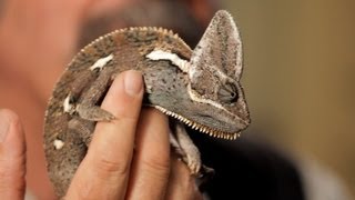 6 Care Tips for Chameleons  Pet Reptiles [upl. by Mcclish752]