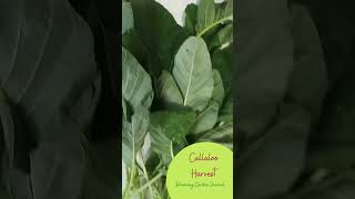 Callaloo Harvest garden gardenharvest callaloo [upl. by Raddie858]