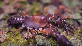 Bookend Trust  Burrowing Crayfish [upl. by Ocnarf]