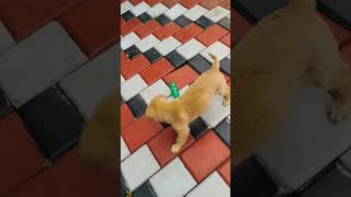 Bellas favourite toyplastic bottle🍶🍾 trending cute doglover pets youtubeshorts fyp shorts [upl. by Miru]