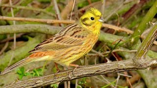 594 Strnad obecný Yellowhammer Goldammer Обыкновенная овсянкаTrznadel zwyczajny [upl. by Halbert]