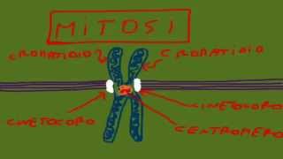 CORSO DI BIOLOGIA GENERALE  LEZIONE 51  MITOSI E CITODIERESI [upl. by Akinat]