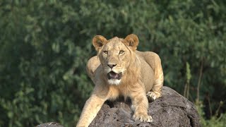 Lion wandering at Amboseli National Park Kenya [upl. by Zashin]