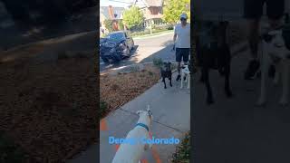 😲 colorado denver dog viralvideo car automobile trending [upl. by Aileduab]