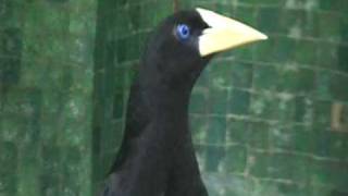 crested oropendola display [upl. by Berhley586]