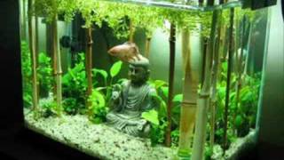 Fishtank Evolution Planted Tank Aquascapes [upl. by Edee883]