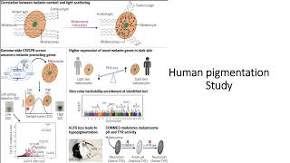 Melanosome maturation Human pigmentation study Code 288 [upl. by Pammi28]