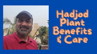 How to Grow and Care Hadjod Plant Hadjod Medicinal Plant  Hadjor plantBest plant for bones [upl. by Hey]