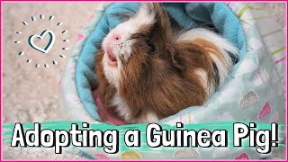 Adopting and Bringing Home a Rescue Guinea Pig Surprise [upl. by Hareenum633]