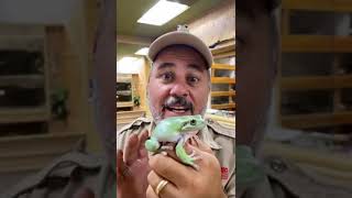 Dumpy Tree Frogs Get Big shorts animals reptile dinosaur frogs giant [upl. by Aduhey944]