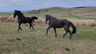 Majestic Man heading off to retirement with Monty Python amp Tussock white star Oamaru 200424 [upl. by Vizza]