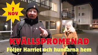 20241107 KVÄLLSPROMENAD MED HARRIET OCH HUNDARNA [upl. by Dnomyaw742]