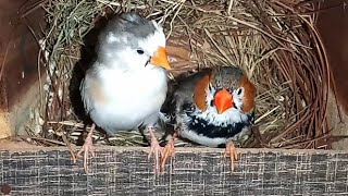 white zebra finches November 20 2024 [upl. by Schlessel]