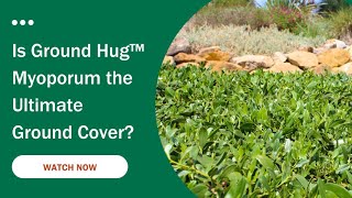 Why Ground Hug™ Myoporum is a Game Changer for LowWeed Landscapes [upl. by Marielle]