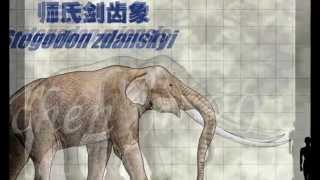 Proboscidea evolution of elephants pliocene and pleistocene Stegodon [upl. by Moyers488]