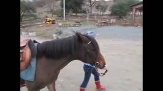 Walking Pony at First Horseback Riding Lesson [upl. by Darill]