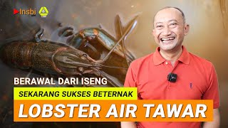 Hasilkan Puluhan Juta Hanya dengan Ternak LOBSTER AIR TAWAR [upl. by Neumark925]