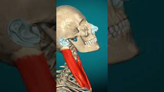 Sternocleidomastoid muscle action anatomy muscle humanbody science learnbiology [upl. by Germayne]