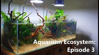 Aquarium Ecosystem Episode 3 System Upgrade [upl. by Astraea871]